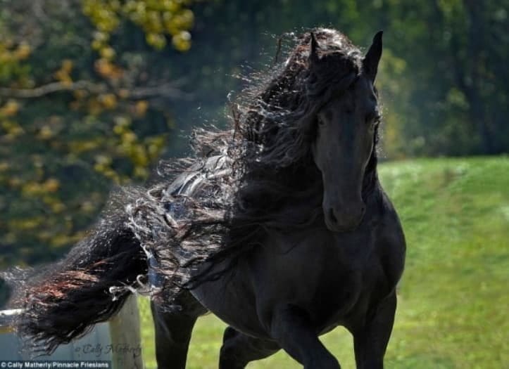 競馬ファン必見 かっこいい馬の壁紙10選 待ち受け画像におすすめ