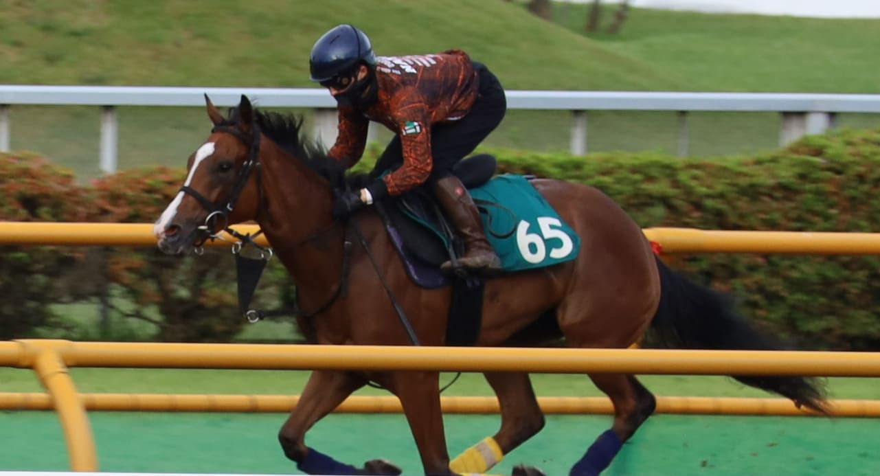 函館2歳ステークスの穴馬：カルプスペルシュの画像