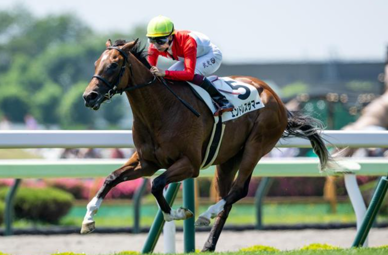 函館2歳ステークスの有力馬①：エンドレスサマーの画像