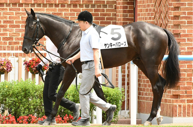 函館2歳ステークスの有力馬③：ヤンキーバローズの画像